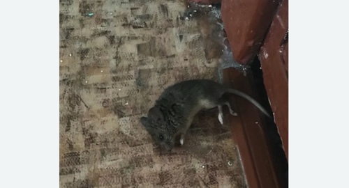Дезинфекция от мышей в Новокосино города Москвы